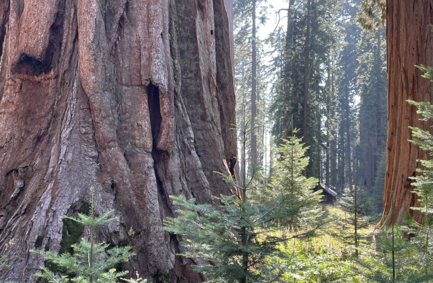 Happening On Your Public Lands: Old-Growth Forest Protections Across The National Forest Service