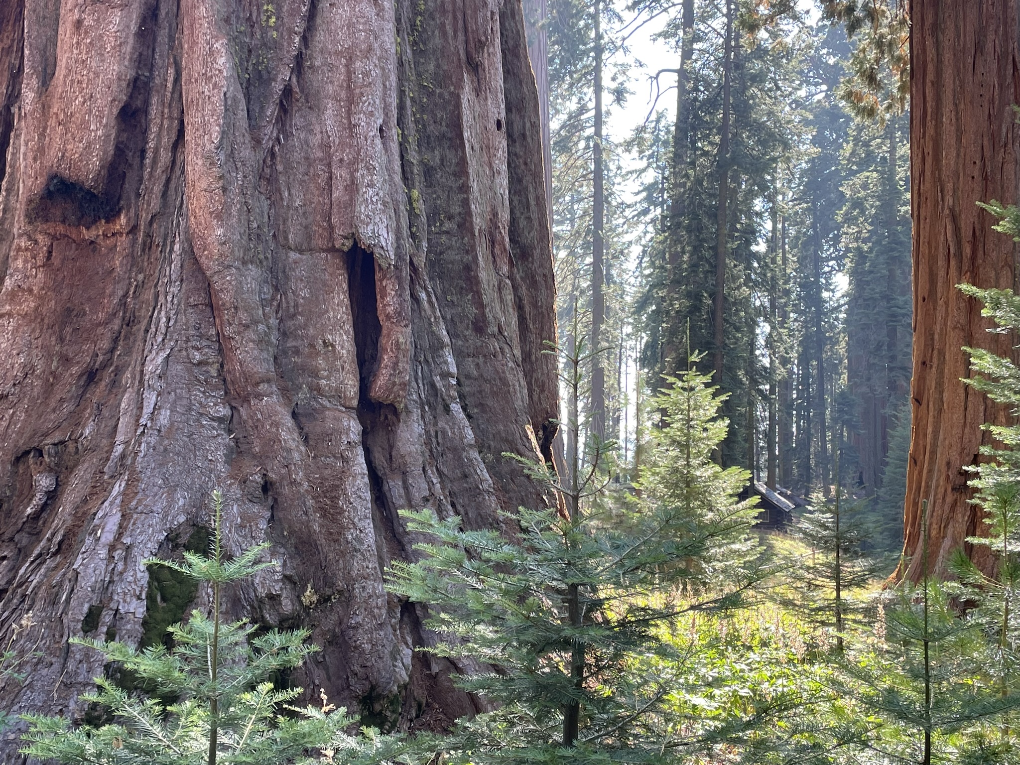 Happening On Your Public Lands: Old-Growth Forest Protections Across The National Forest Service