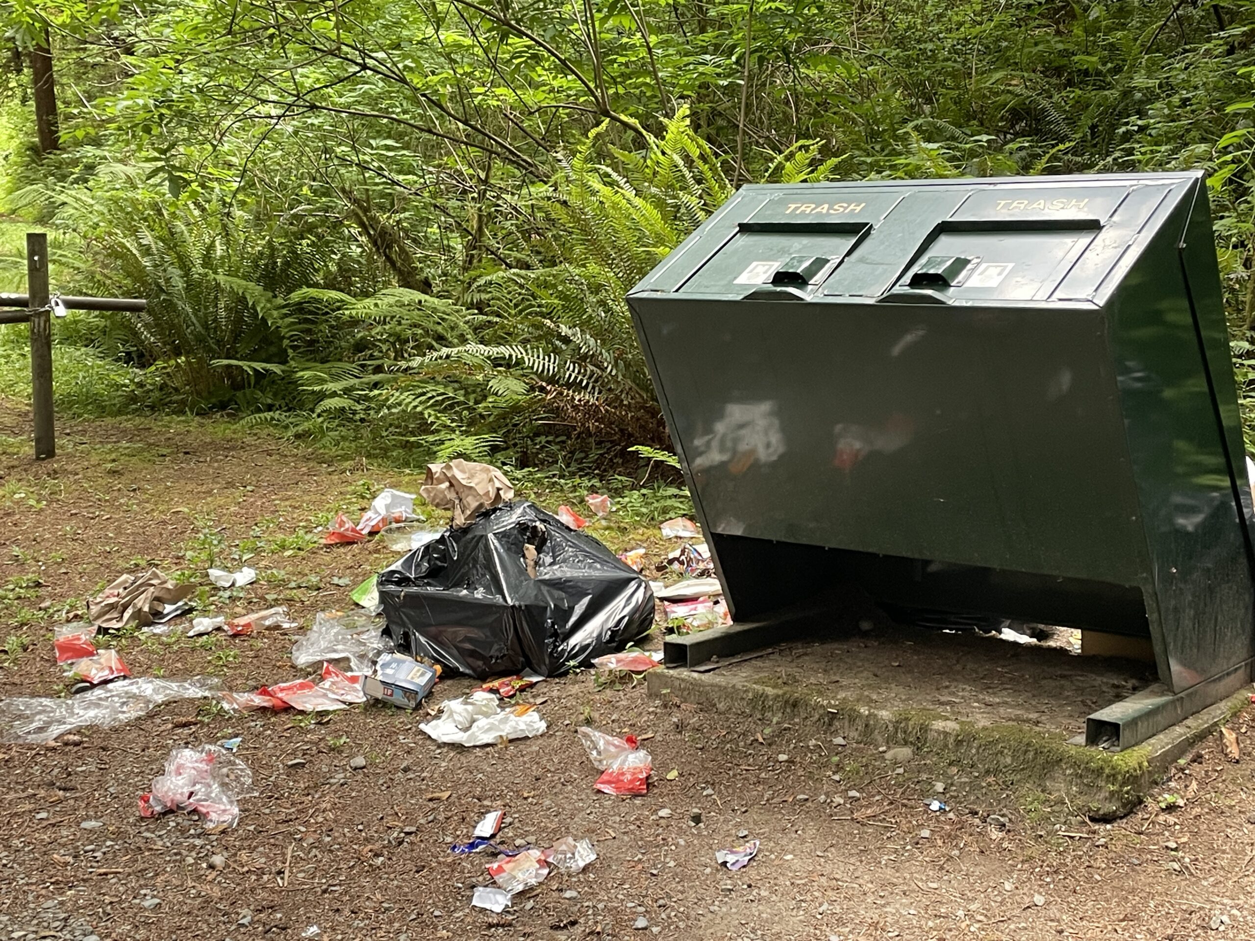 Trash from terrible campers - Redwoods State Park