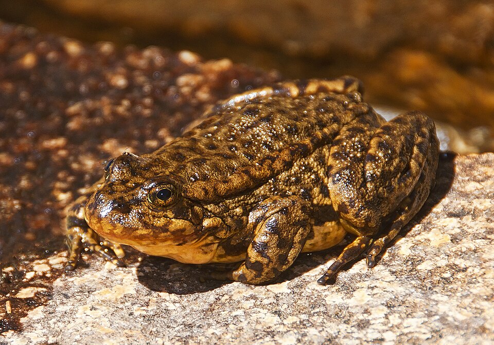 Mountain yellow-legged frog - Photo: Rana muscosa by Ichellman, CC BY-SA 4.0