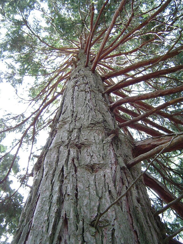 Incense-cedar