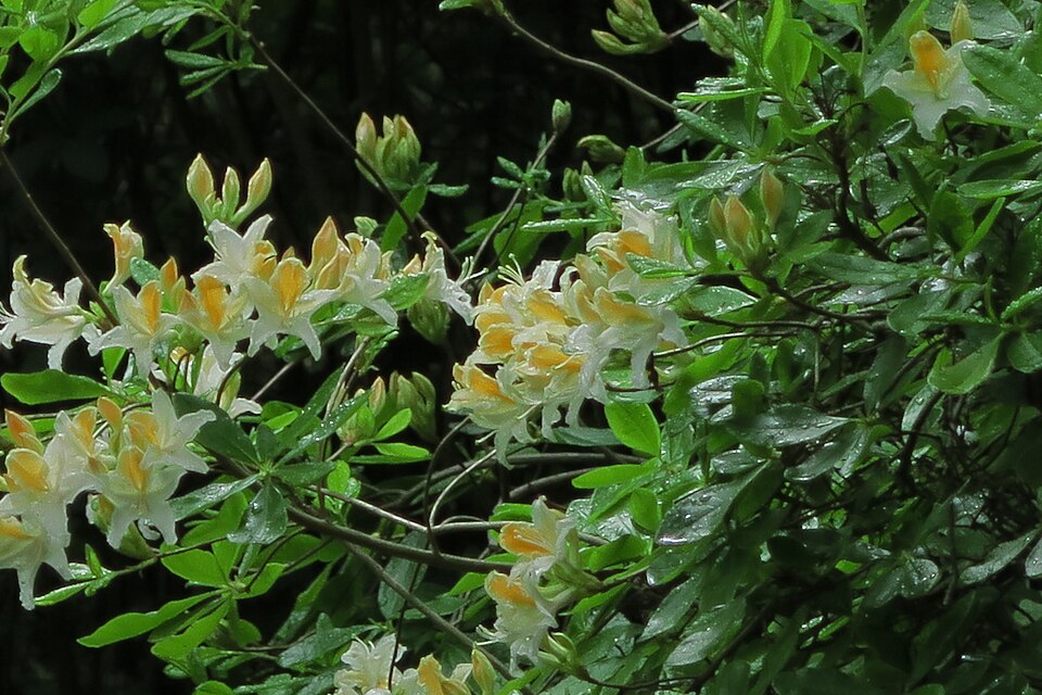 Western Azalea