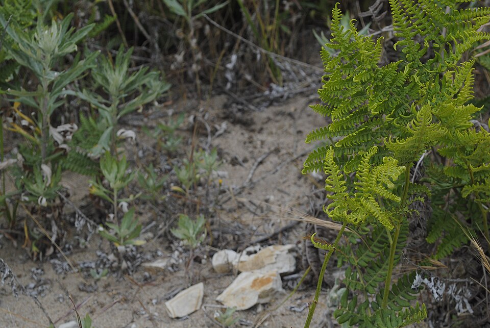 oliveoligarchy from California, United States, CC BY 2.0 <https://creativecommons.org/licenses/by/2.0>, via Wikimedia Commons