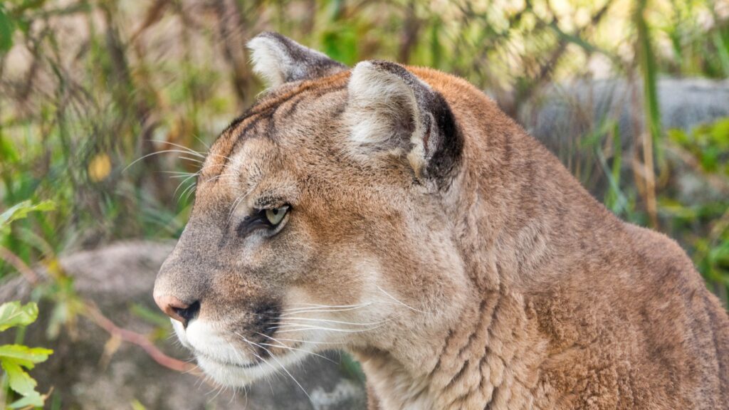 Mountain lion