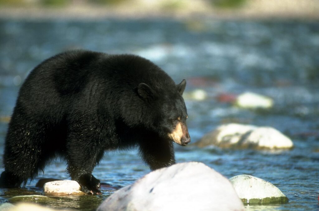 California Department of Fish and Wildlife from Sacramento, CA, USA, CC BY 2.0 <https://creativecommons.org/licenses/by/2.0>, via Wikimedia Commons