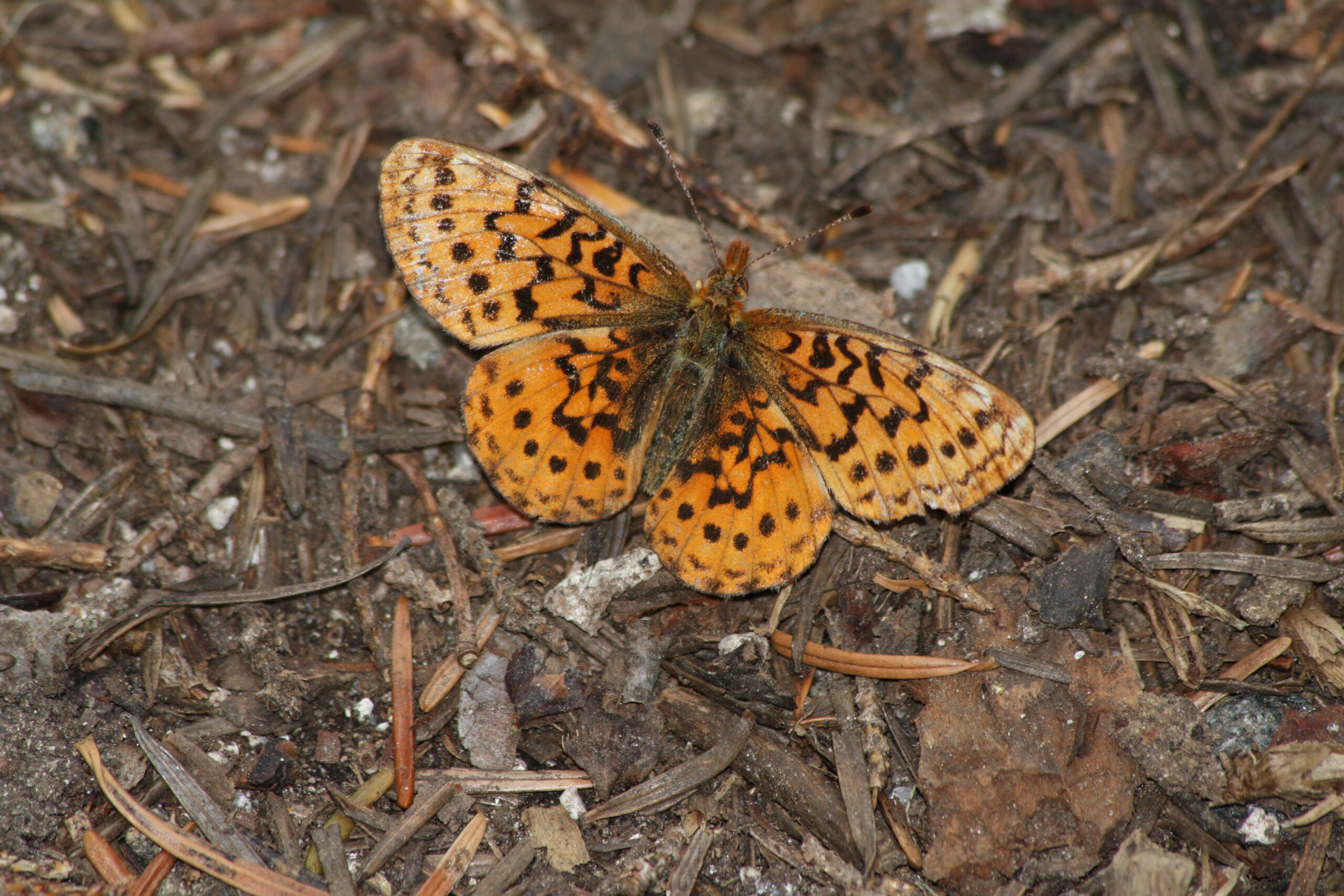 Pacific Fritillary