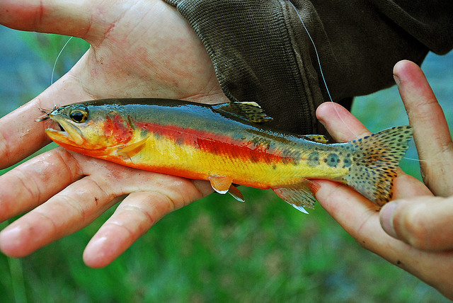 California_Golden_Trout