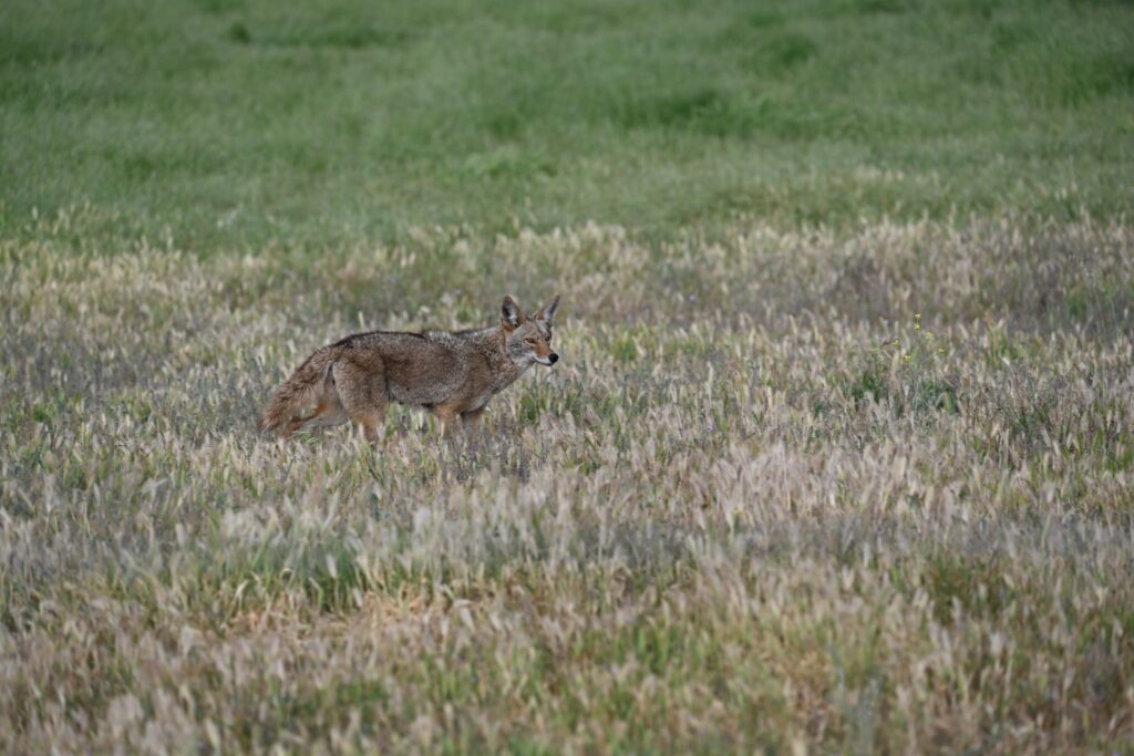 Coyote