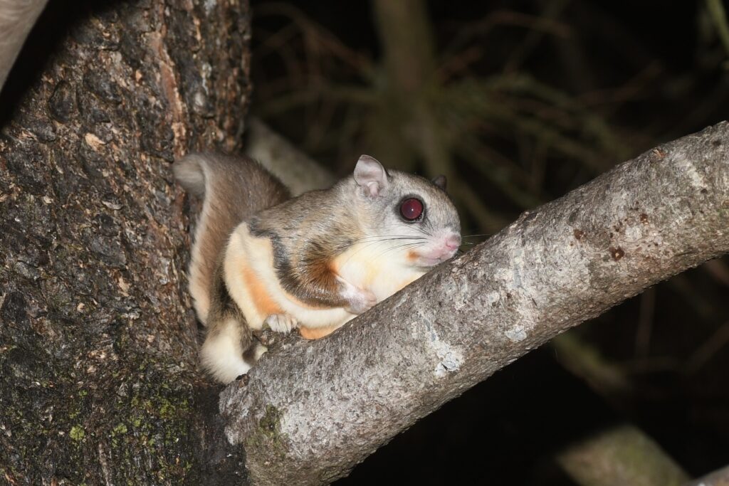 Northern Flying Squirrel