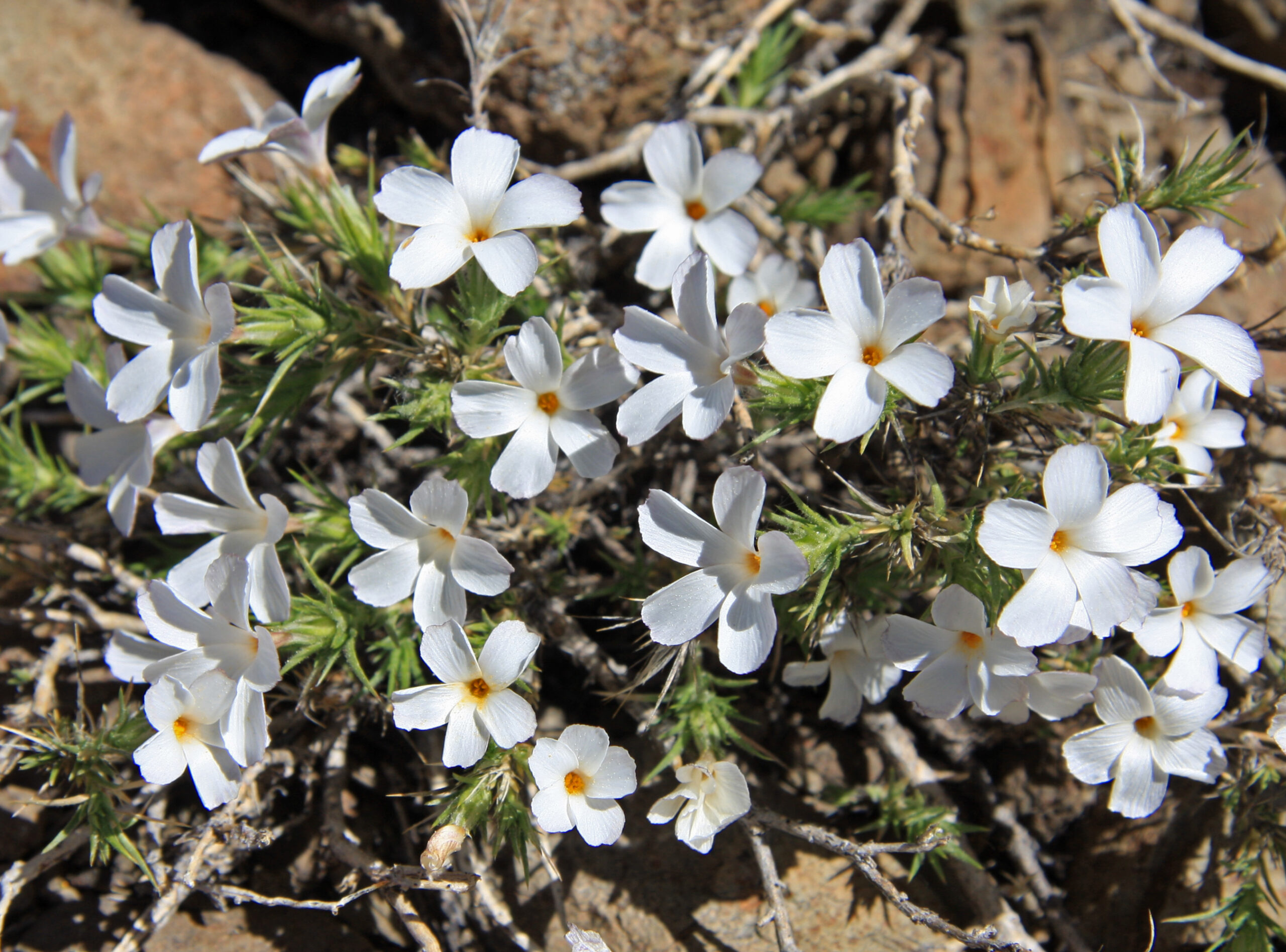 Granite_gilia