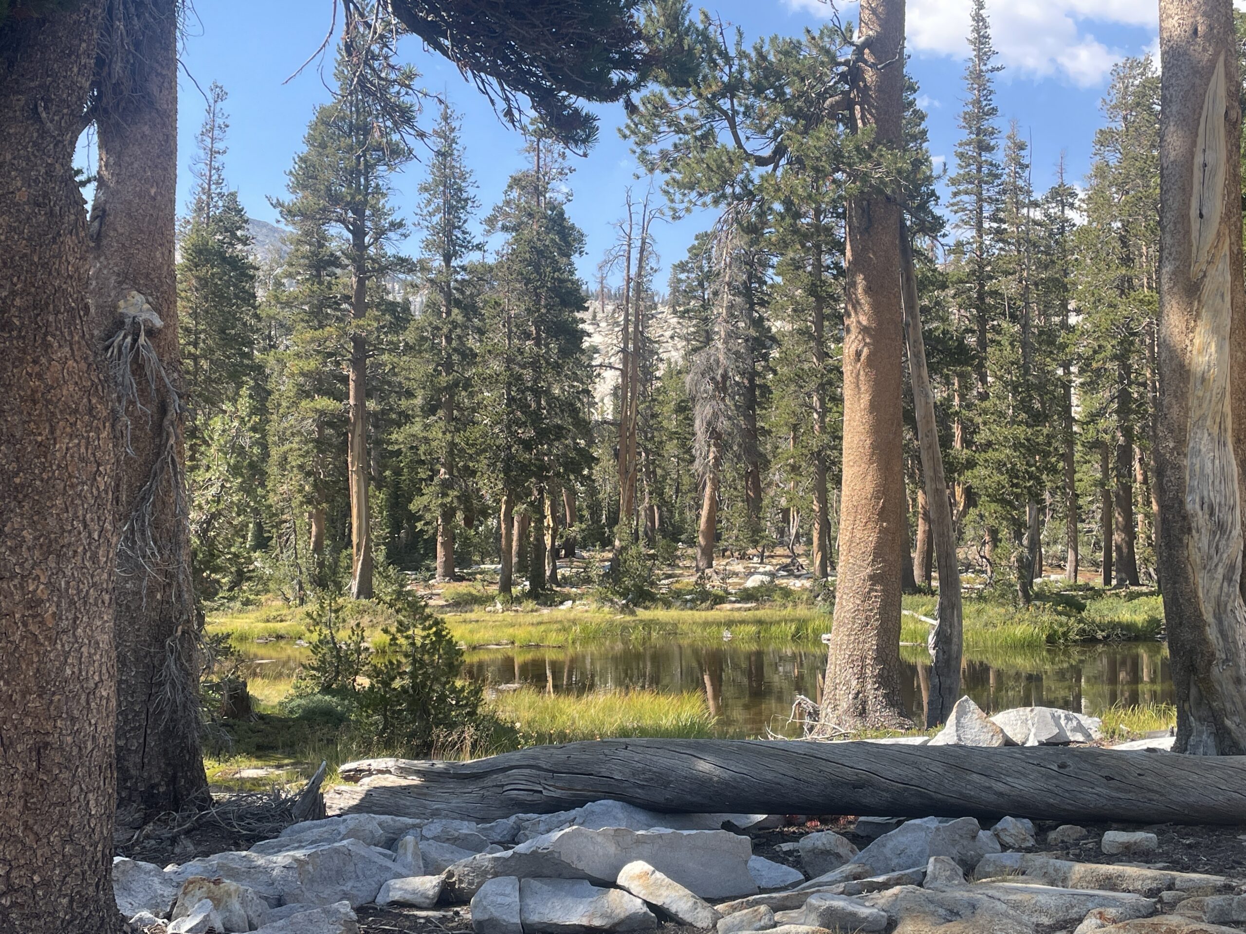 Sierra National Forest