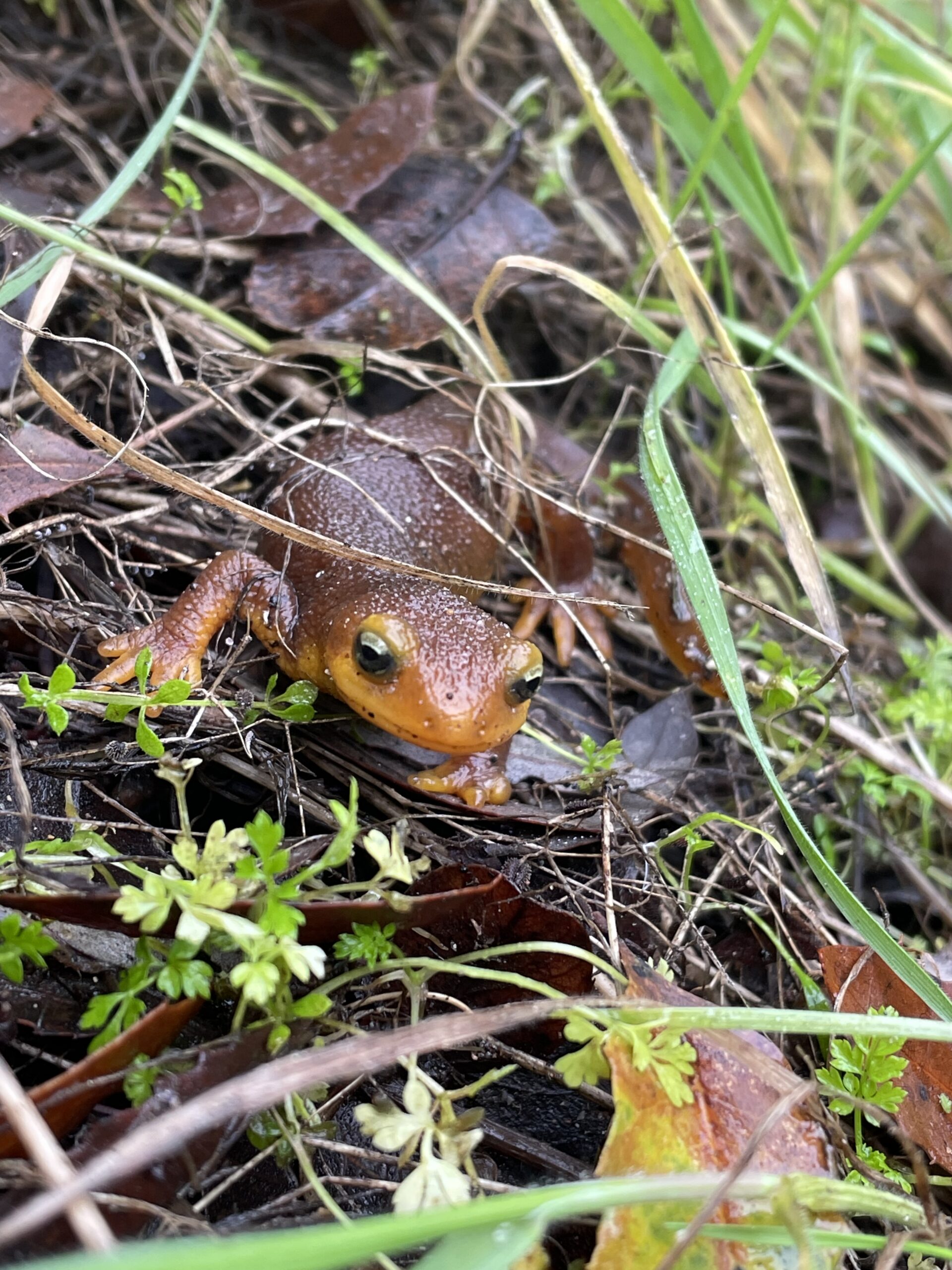Coast Range Newt - Cleveland National Forest