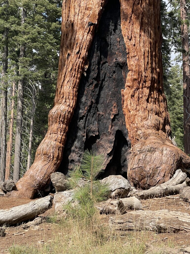 Giant Sequoia