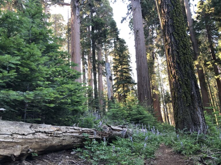 Camping Guide: Sierra National Forest
