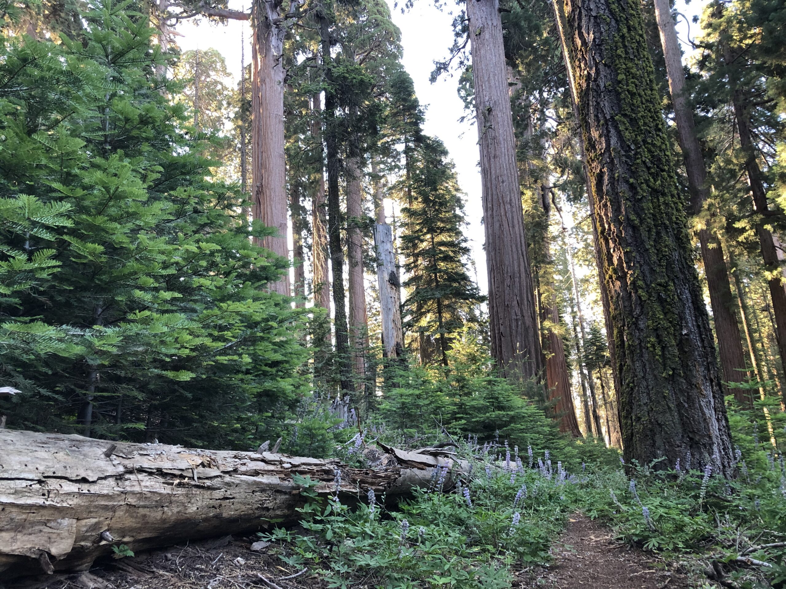 Camping Guide: Sierra National Forest