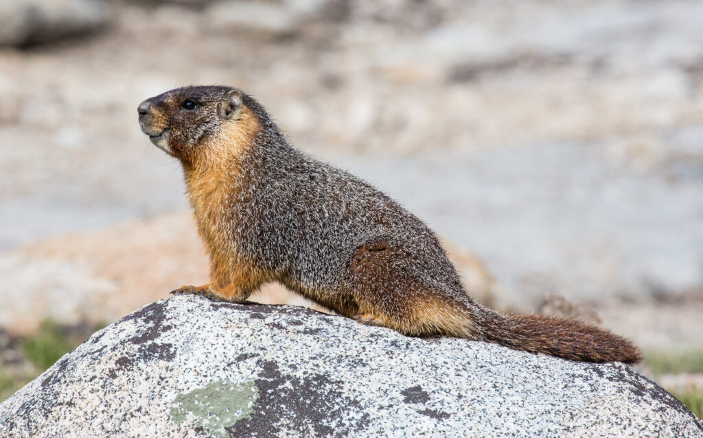 (Yellow_Bellied_Marmot)