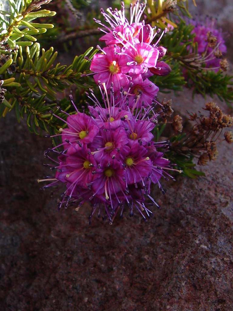 Mountain Heather