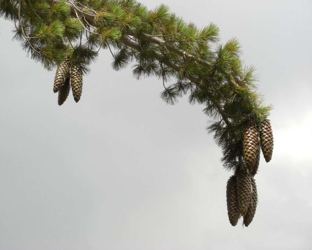 Sugar Pine