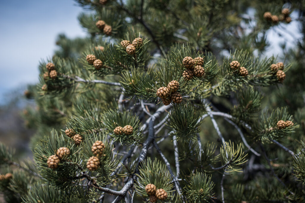 Pinyon pine