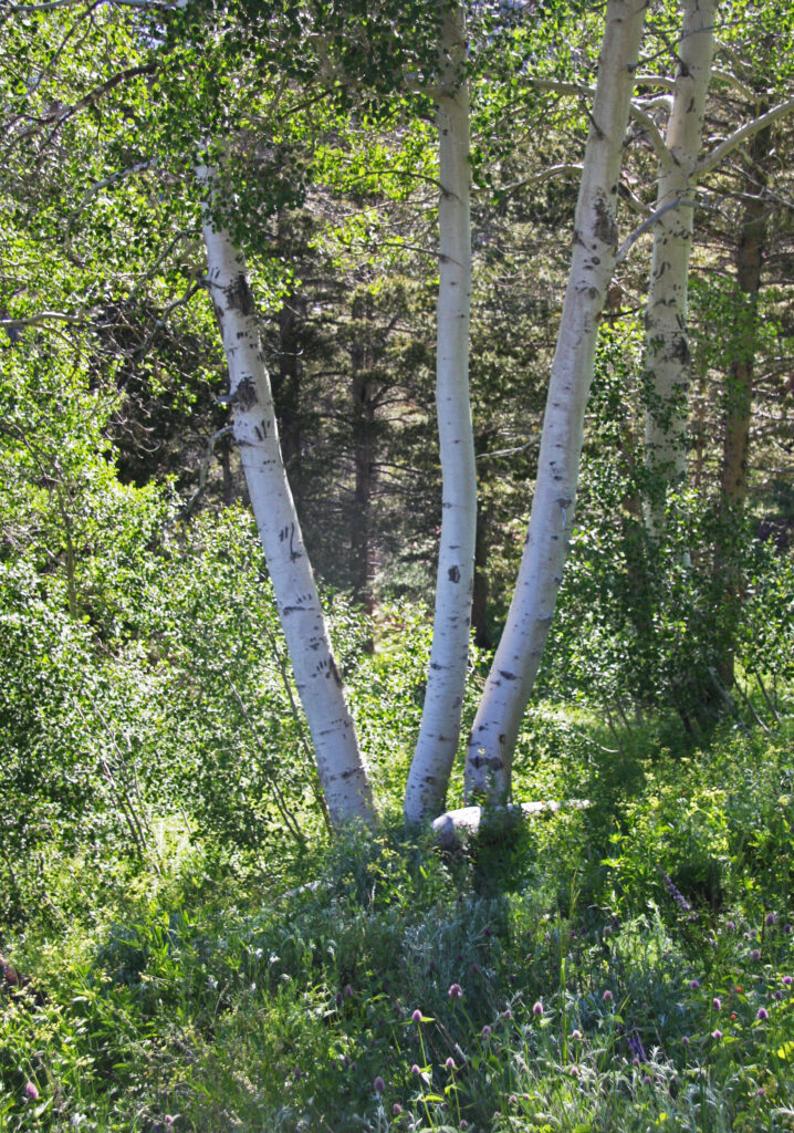 Quaking Aspen