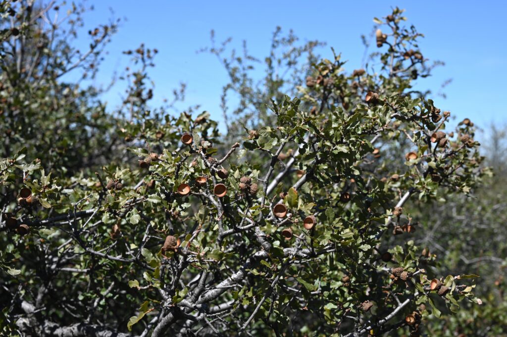 California Scrub Oak