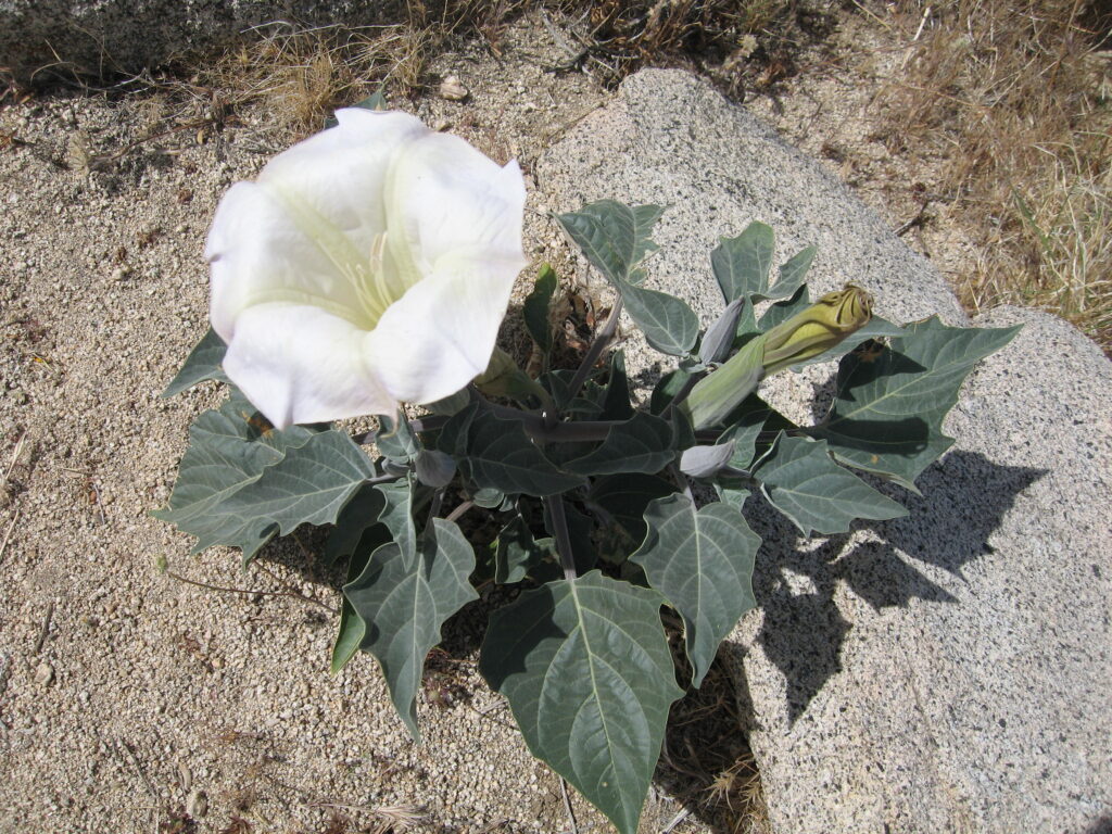 Sacred Datura Flower