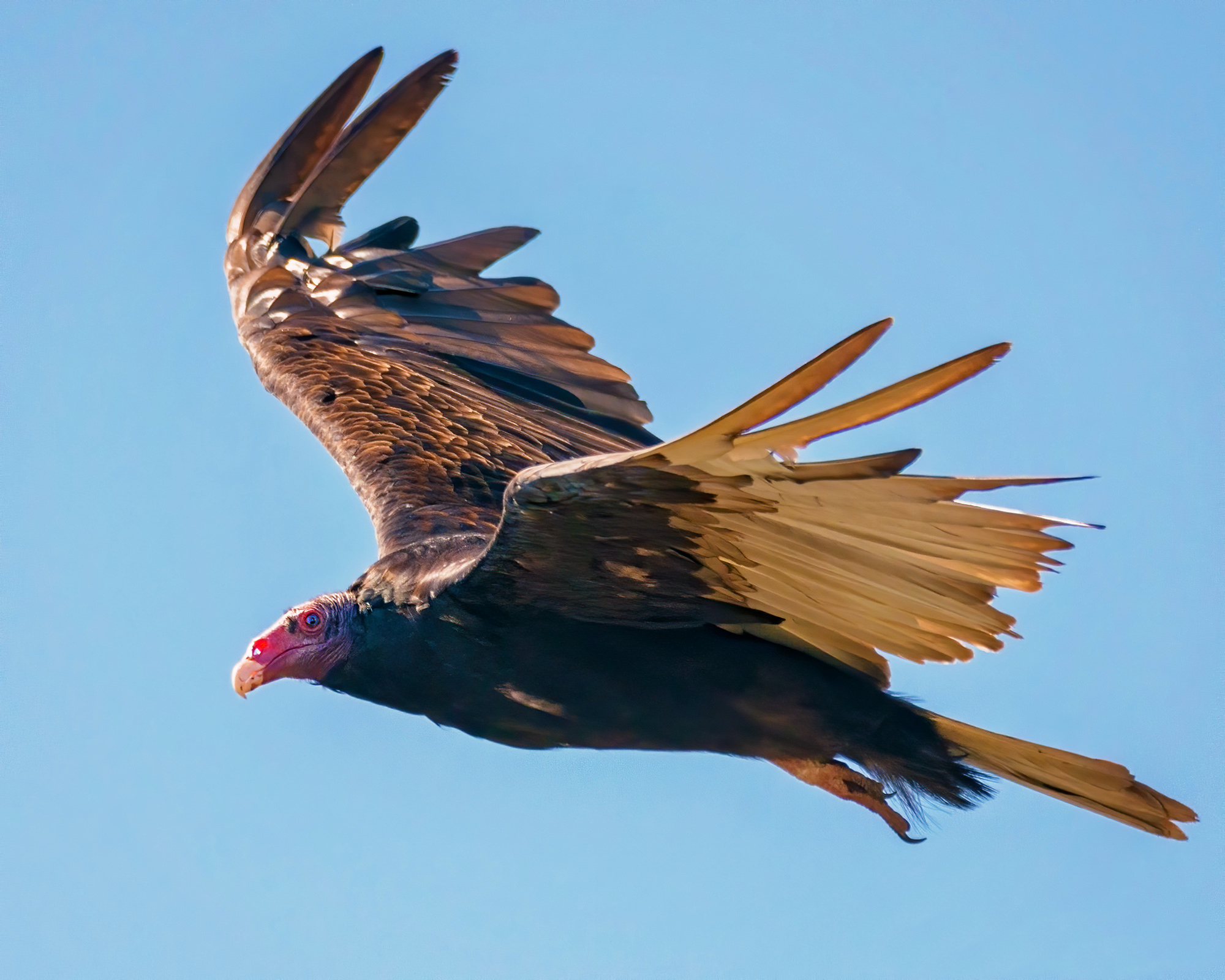 Turkey Vulture
