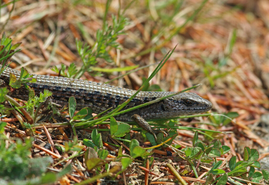 Alligator Lizard - Peter Pearsall/U.S. Fish and Wildlife Service