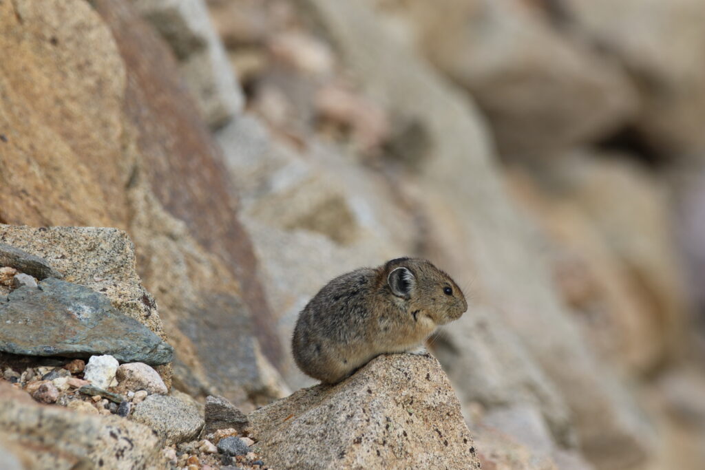 American Pika