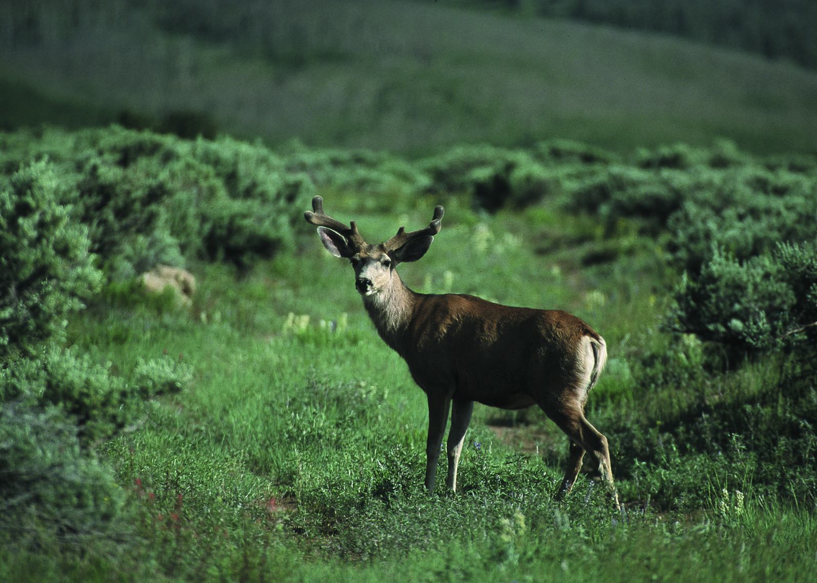 Mule Deer