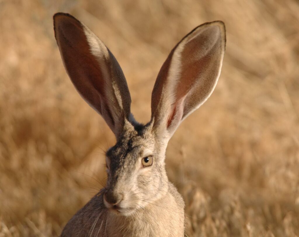 Black-tailed jackrabbit
