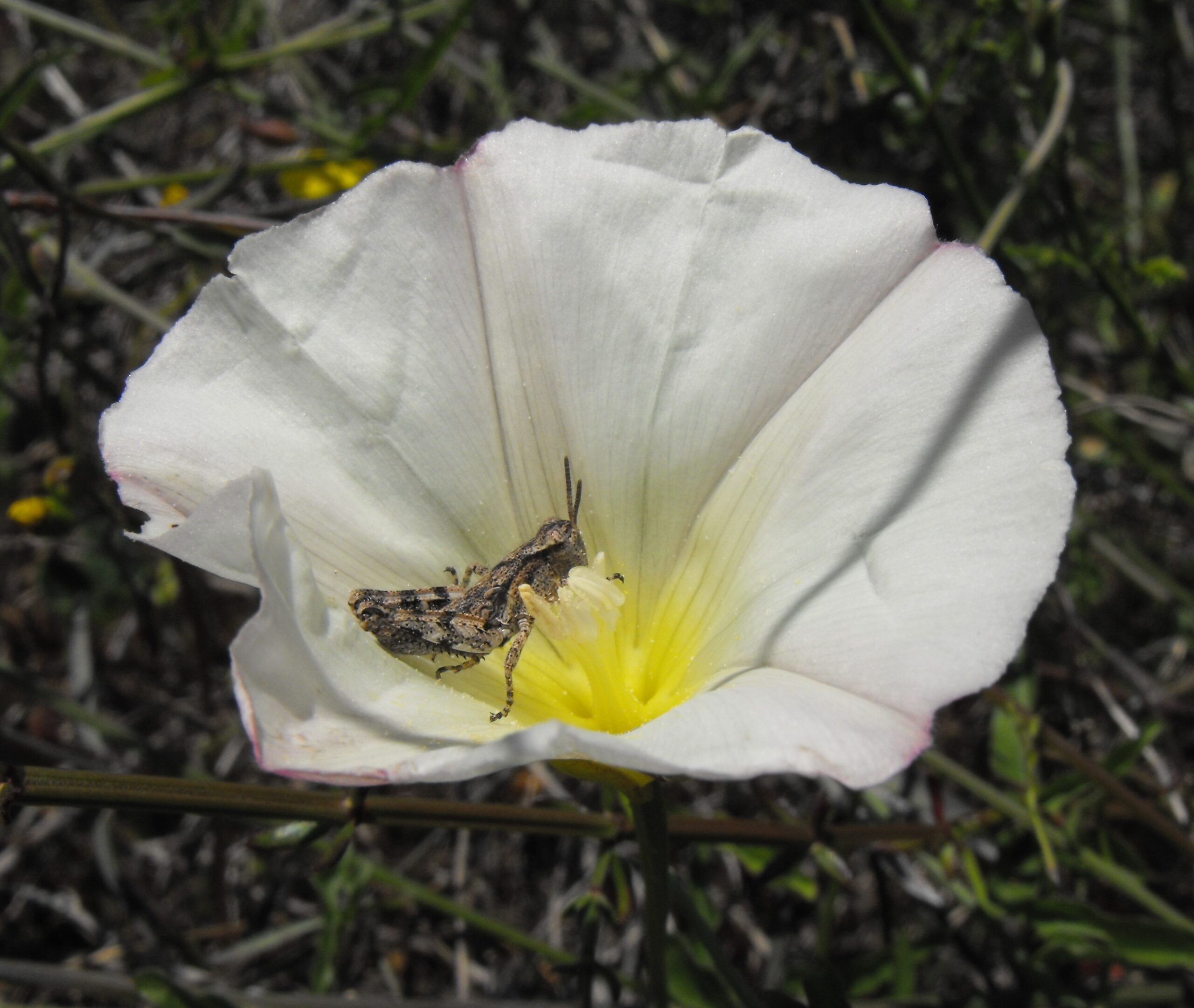 Morning glory