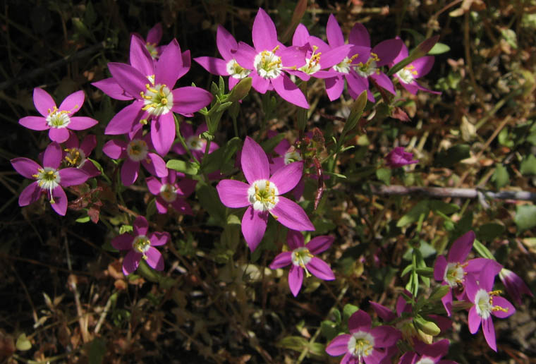 California centaury