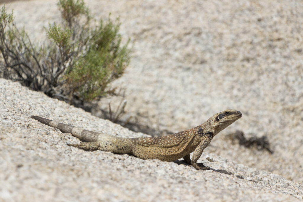 Chuckwalla