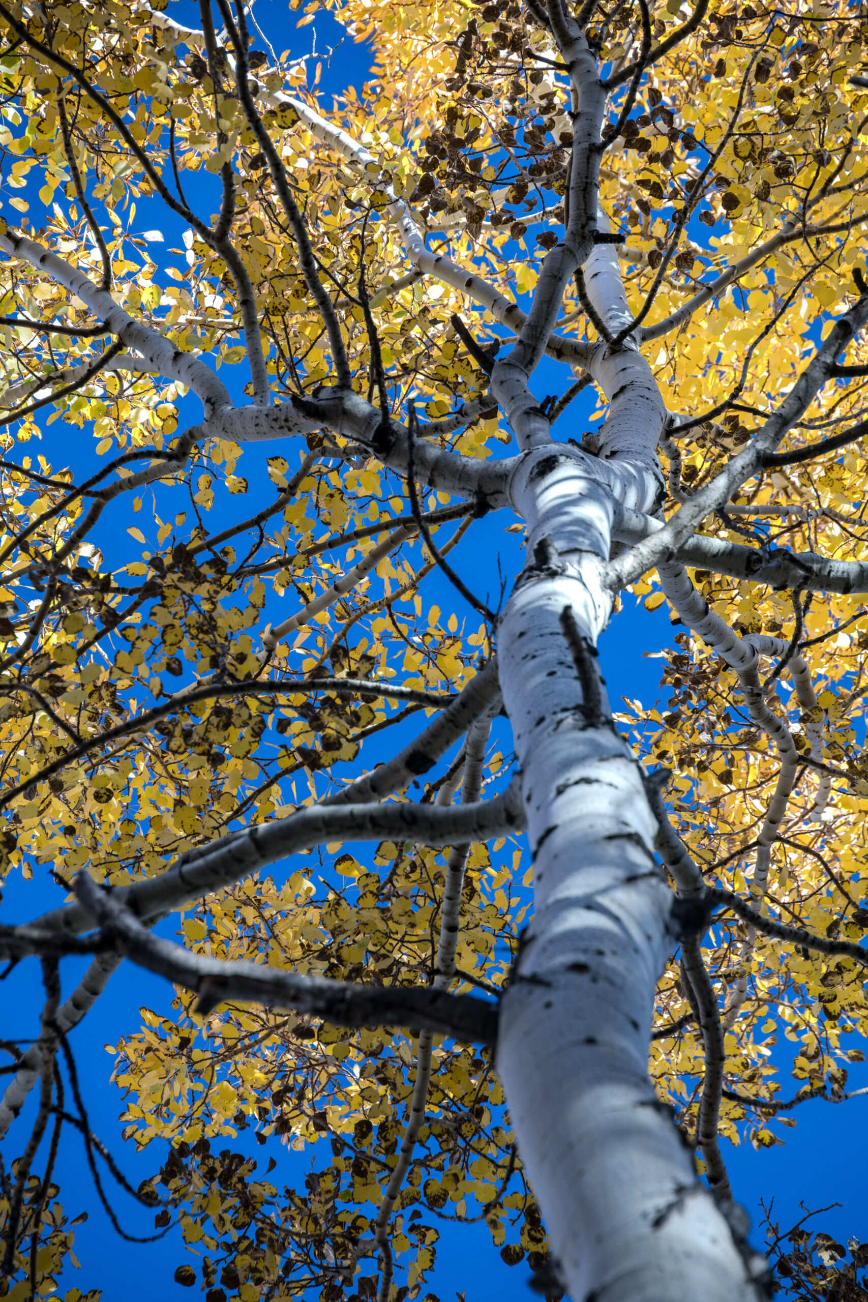 Quaking aspen