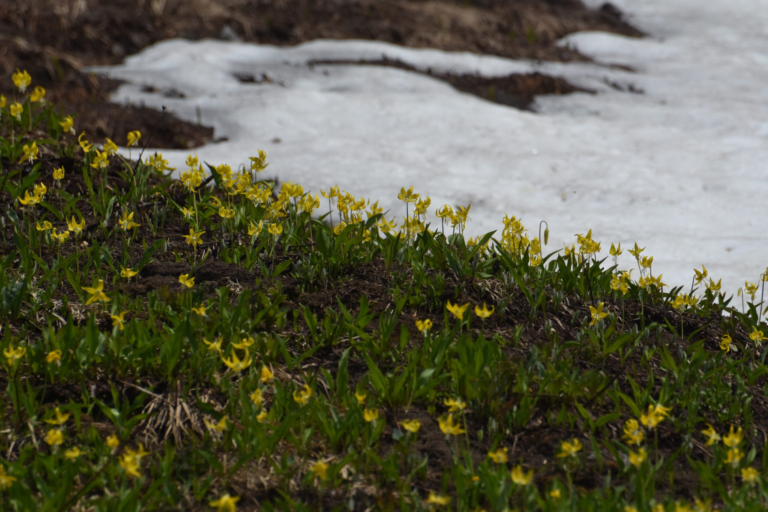 Yellow Glacier Lilies