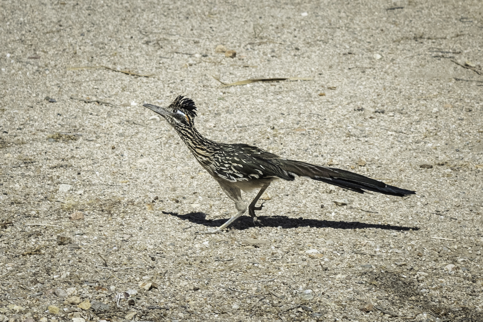 Roadrunner