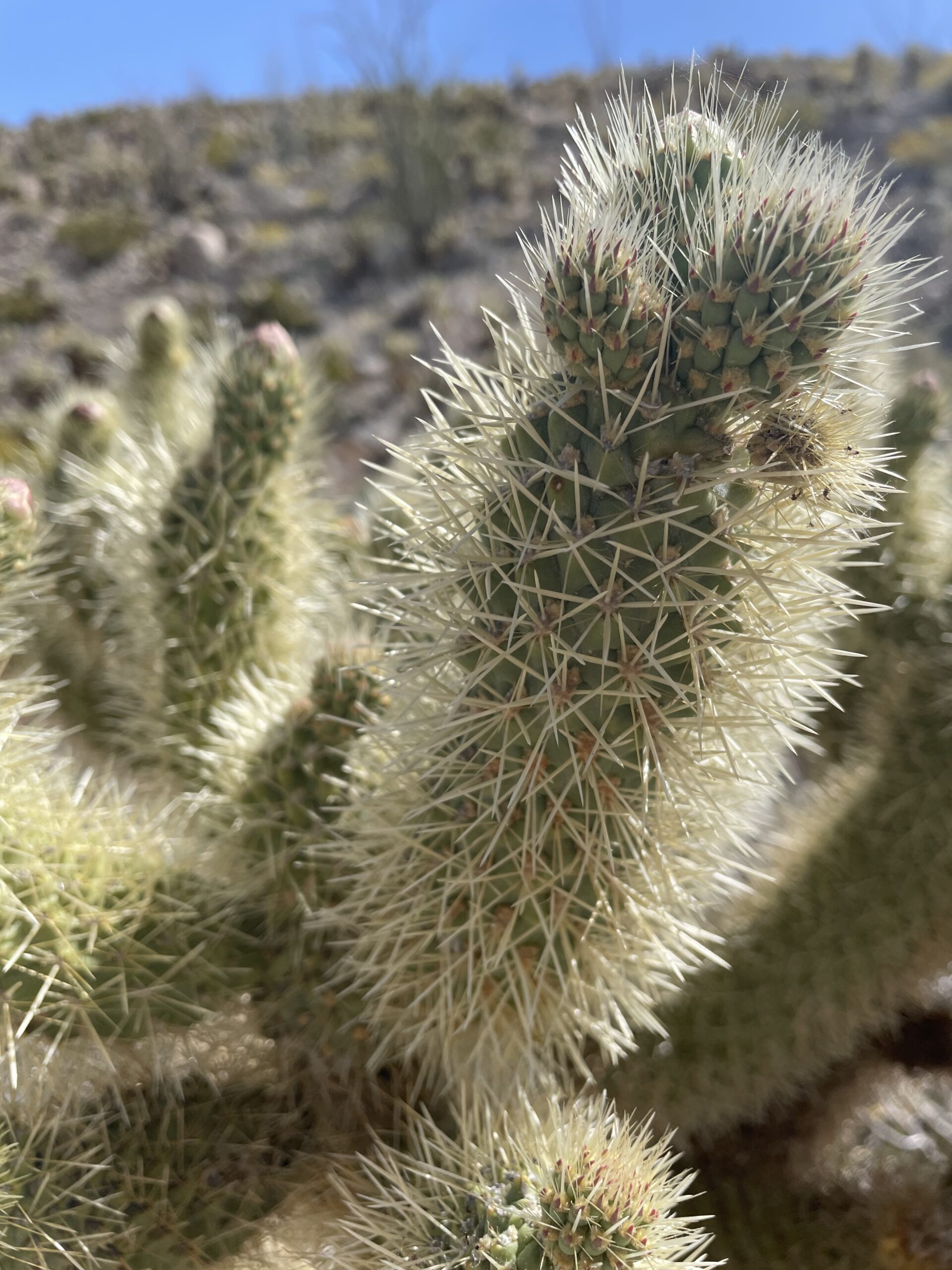 Teddy Bear Cholla