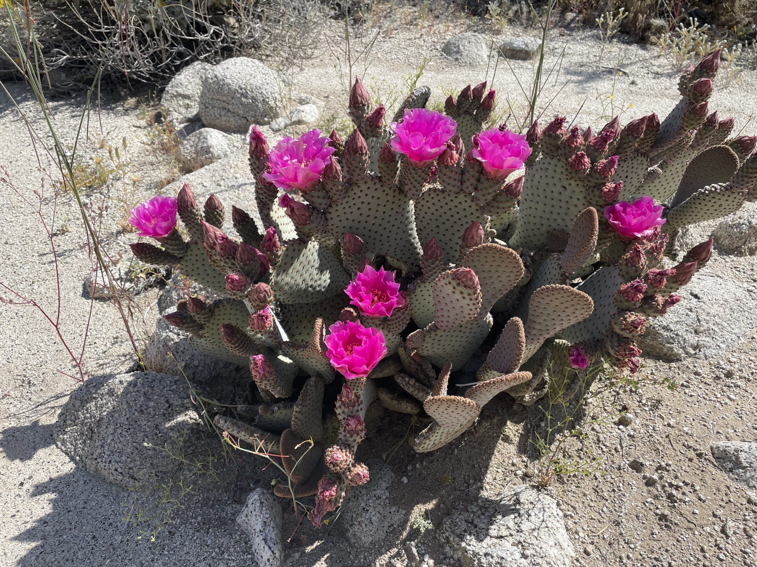 Beavertail Cactus