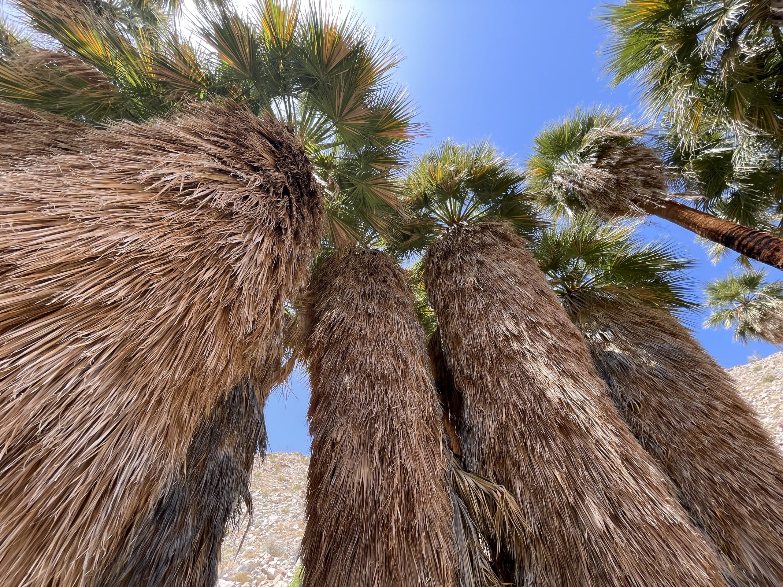 California fan palm