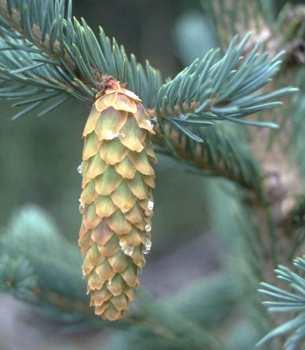 Englemann Spruce