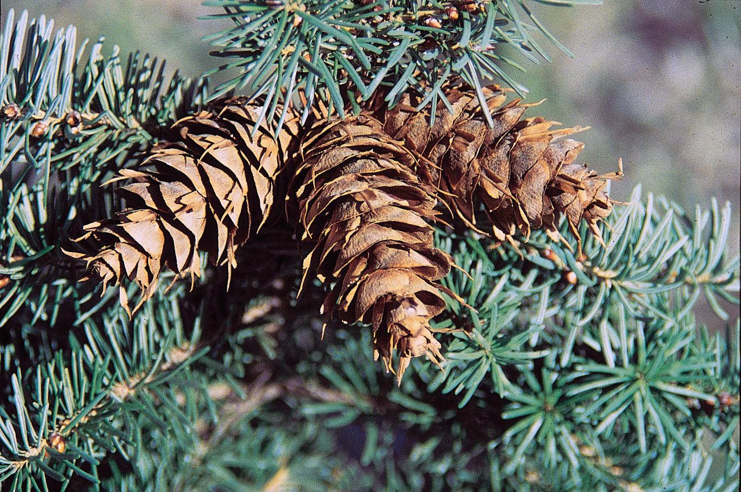 Douglas Fir