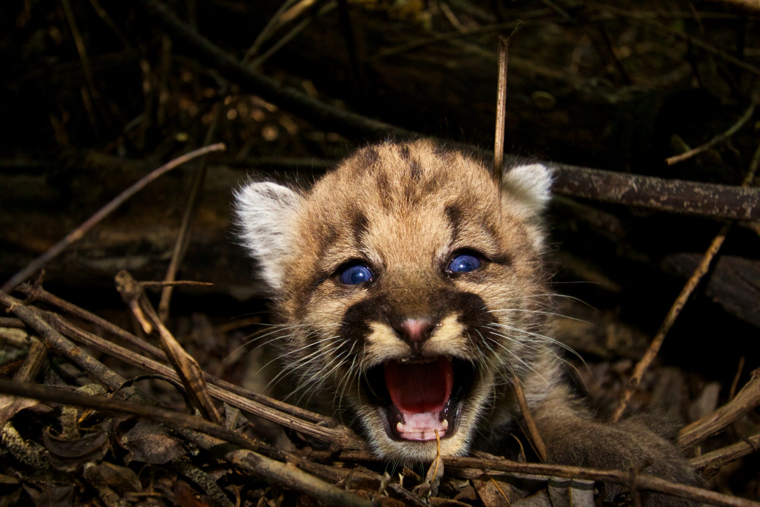 Mountain lion