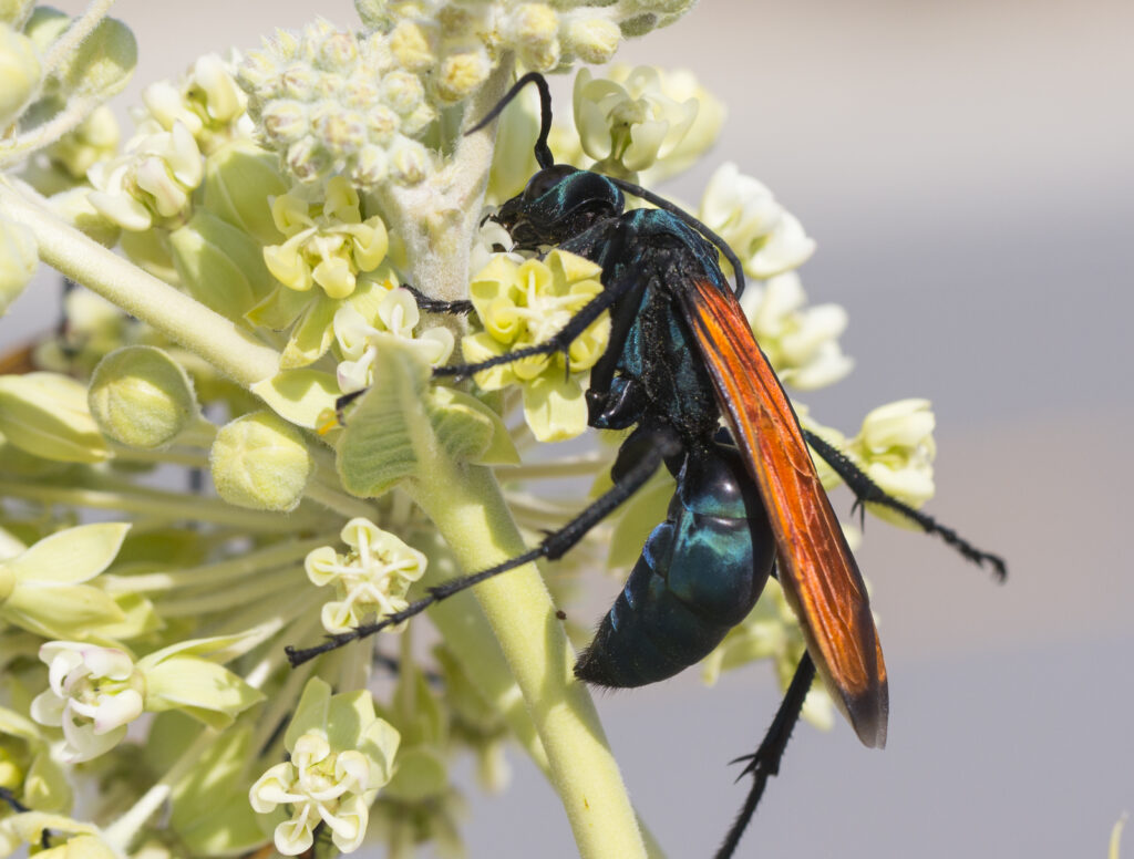 Tarantula hawk wasp