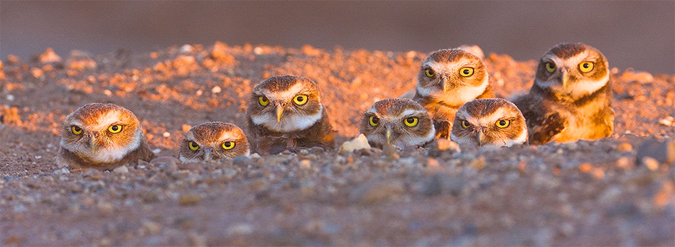 Burrowing owls