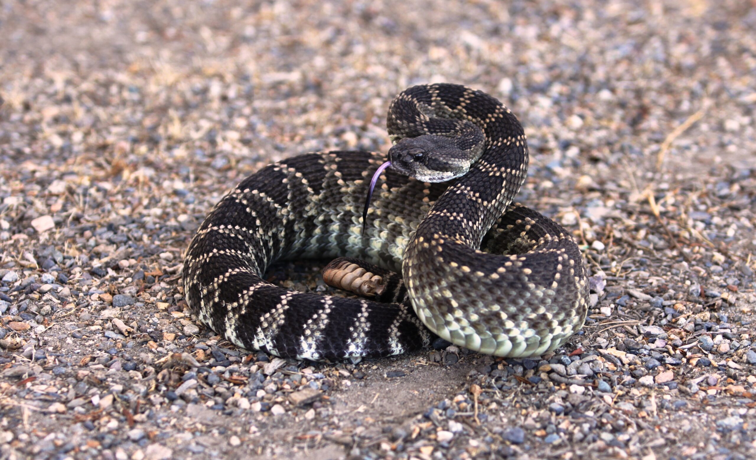 Southern pacific rattlesnake
