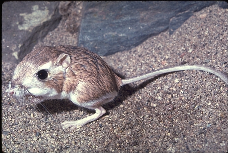 Kangaroo rat